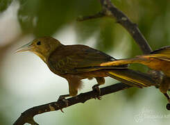 Russet-backed Oropendola