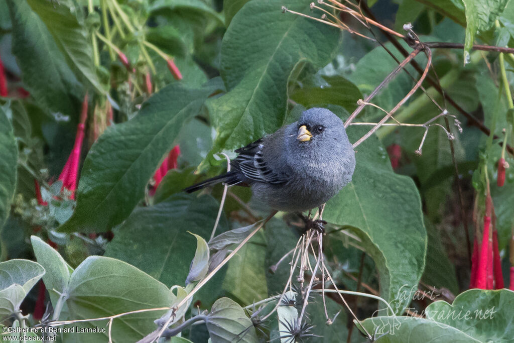 Band-tailed Seedeater male adult, identification