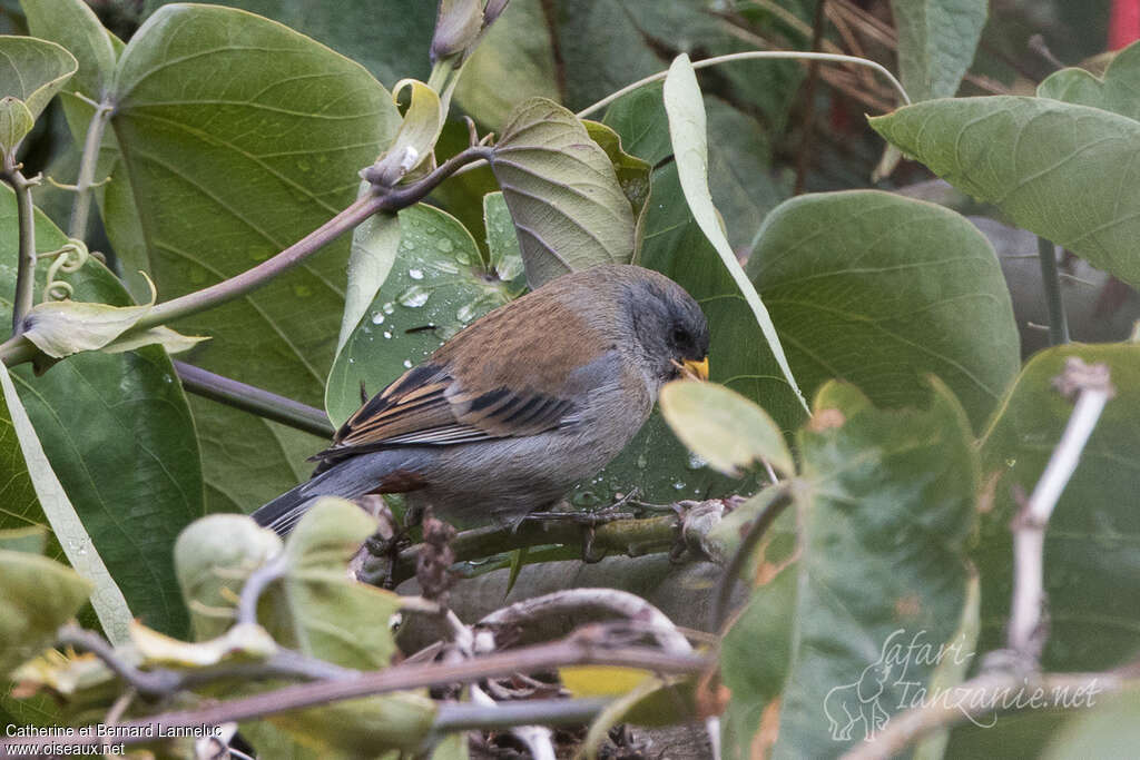 Band-tailed Seedeater female adult, identification