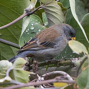 Band-tailed Seedeater