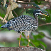 Sunbittern