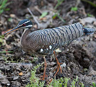 Sunbittern