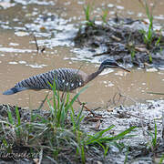 Sunbittern