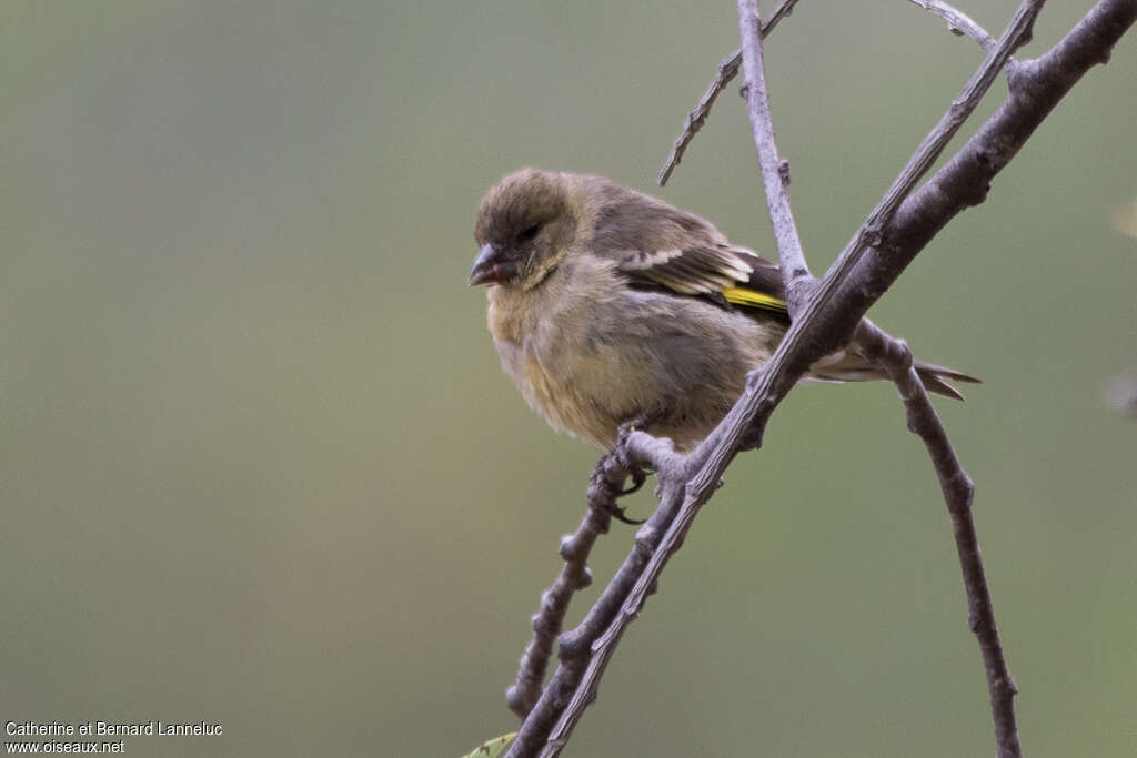 Hooded Siskin female adult, identification