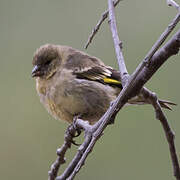 Hooded Siskin