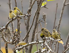 Hooded Siskin