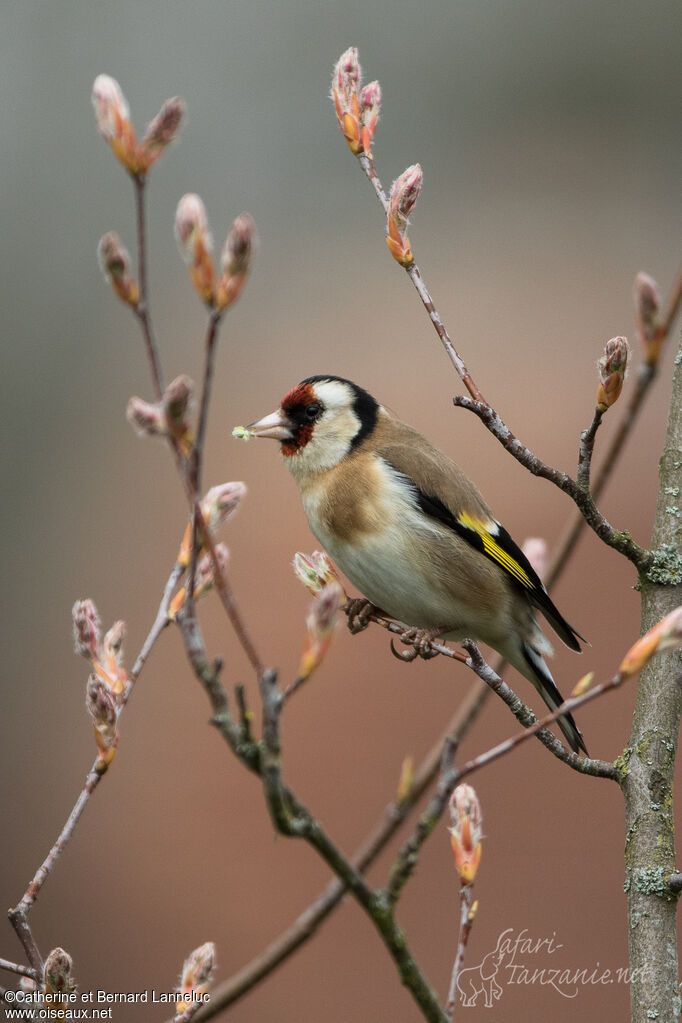 Chardonneret élégantadulte, mange