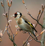 European Goldfinch