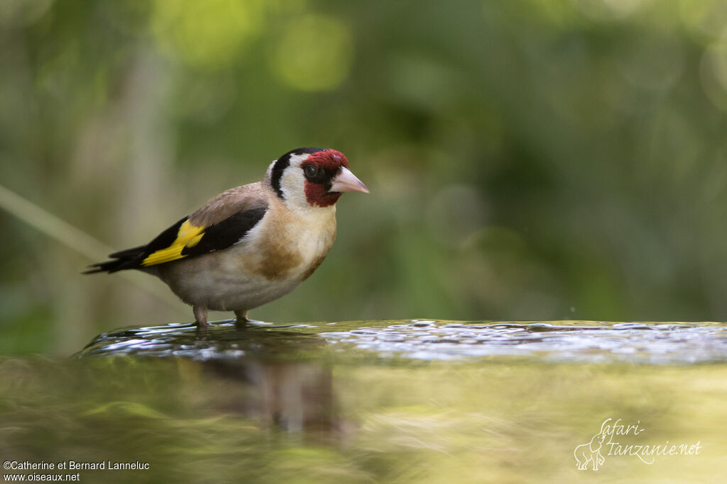 European Goldfinchadult