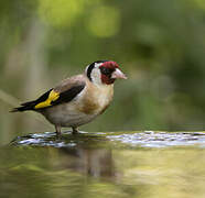 European Goldfinch