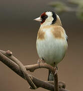 European Goldfinch