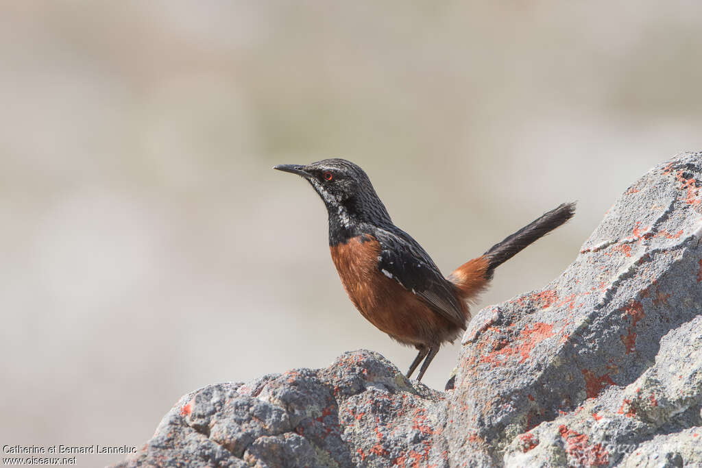 Cape Rockjumper male adult, identification