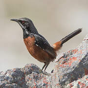 Cape Rockjumper