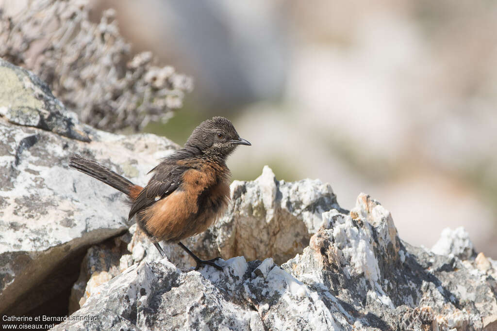 Cape Rockjumperjuvenile, identification