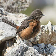 Cape Rockjumper