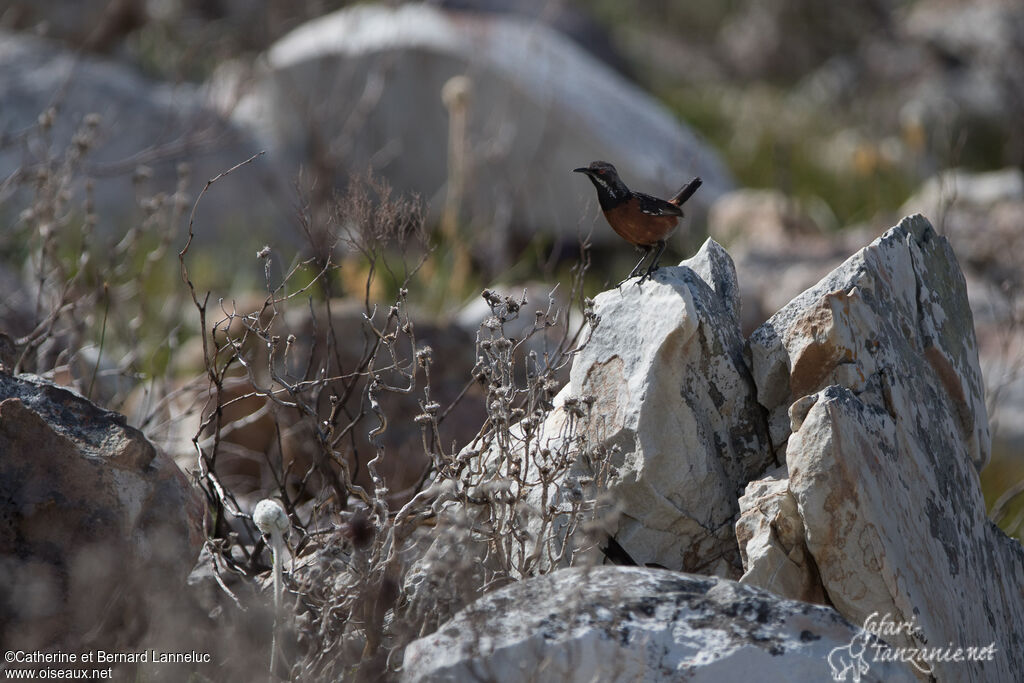 Cape Rockjumper male adult, habitat