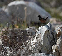 Cape Rockjumper