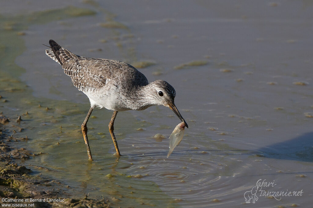 Lesser Yellowlegsadult, feeding habits, Behaviour