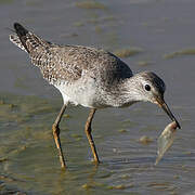 Lesser Yellowlegs