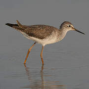 Lesser Yellowlegs