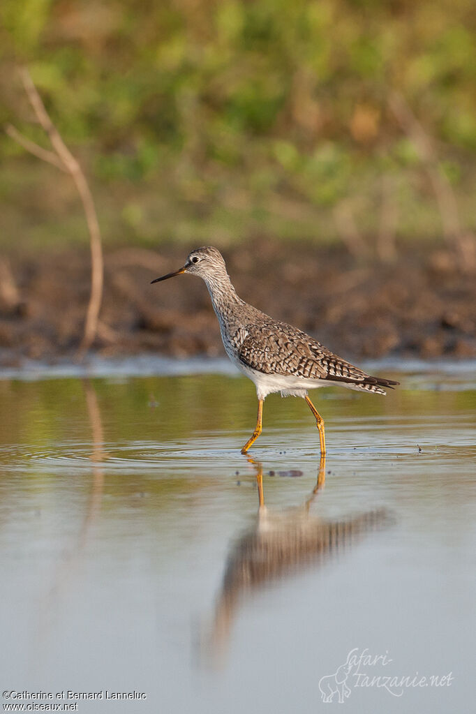 Lesser Yellowlegsadult, identification