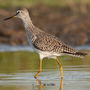 Lesser Yellowlegs