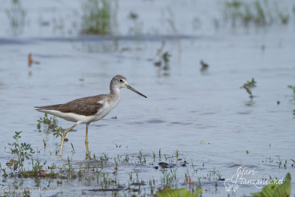 Common Greenshankadult post breeding, identification