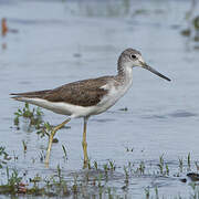 Common Greenshank