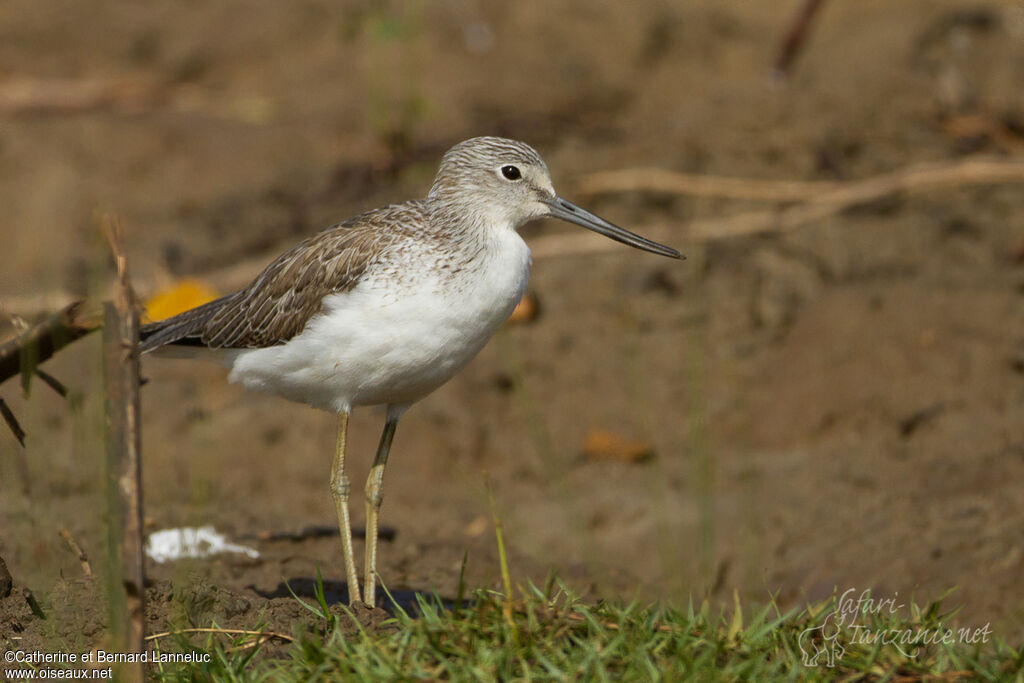 Common Greenshankadult post breeding, identification