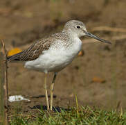 Common Greenshank