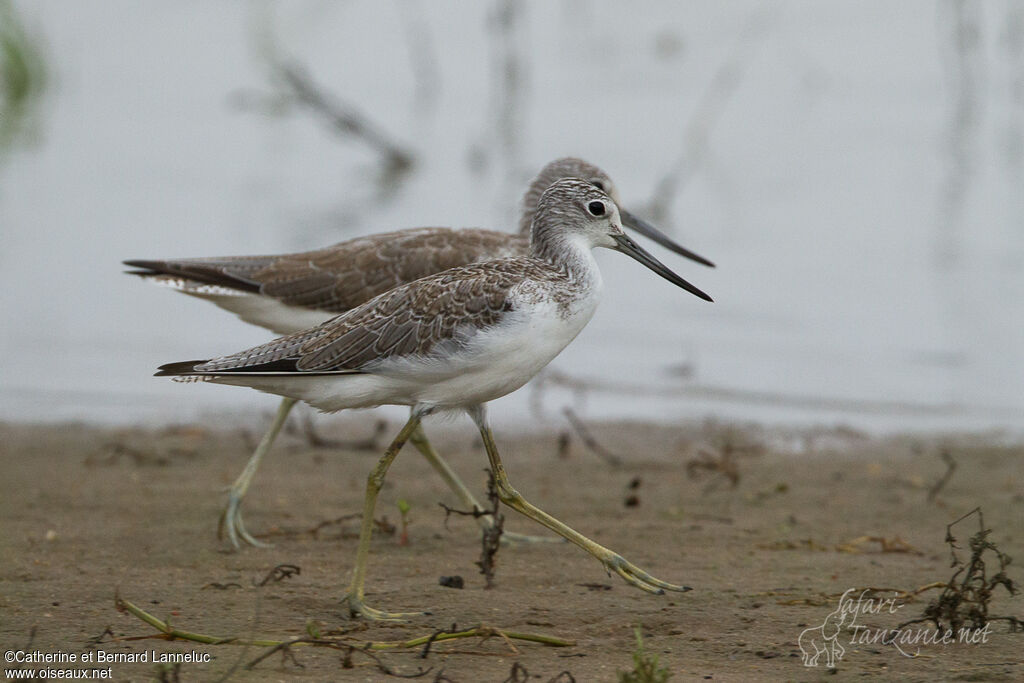 Common Greenshankadult post breeding, walking