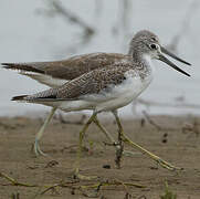 Common Greenshank