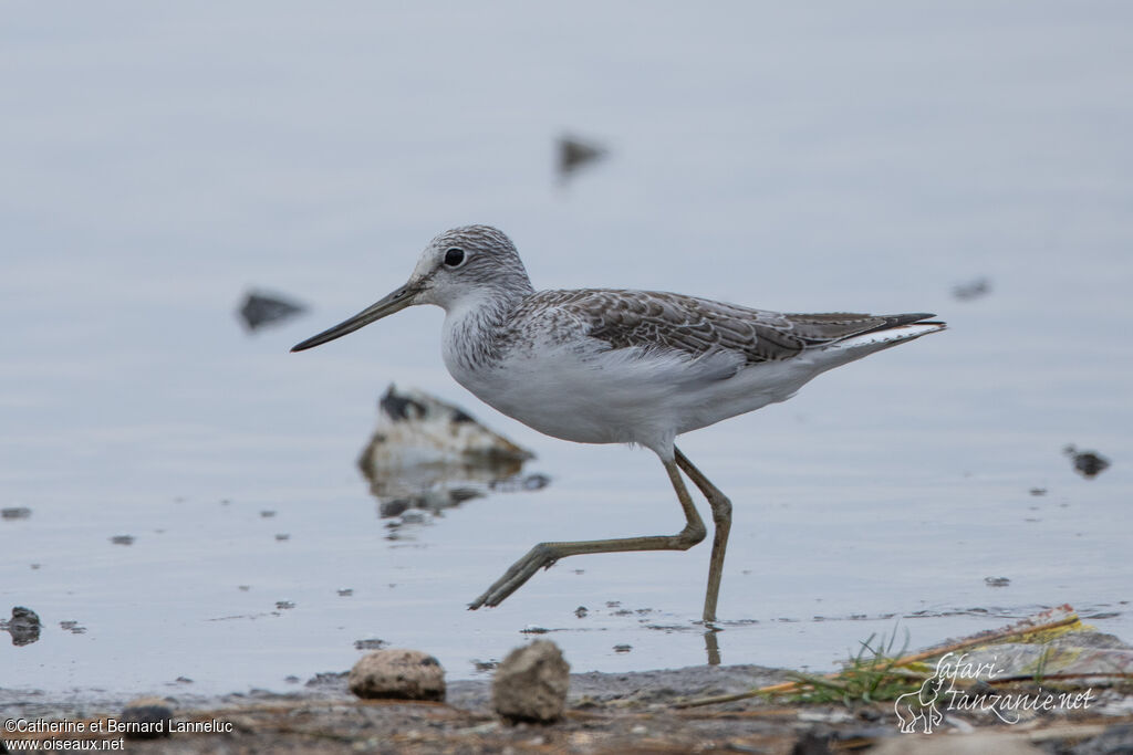 Chevalier aboyeuradulte, identification