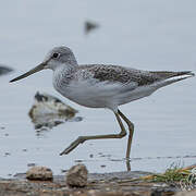 Common Greenshank