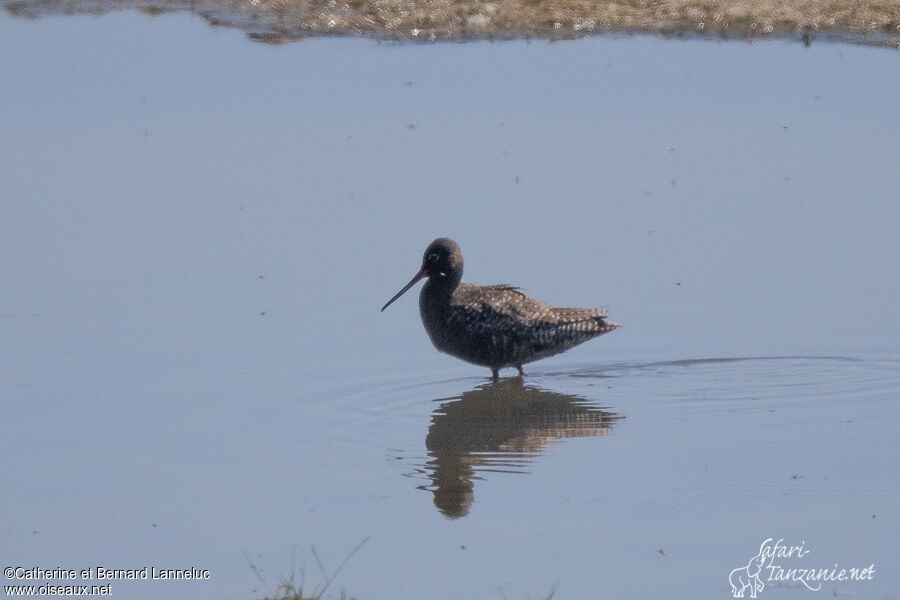 Spotted Redshankadult breeding