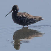 Spotted Redshank