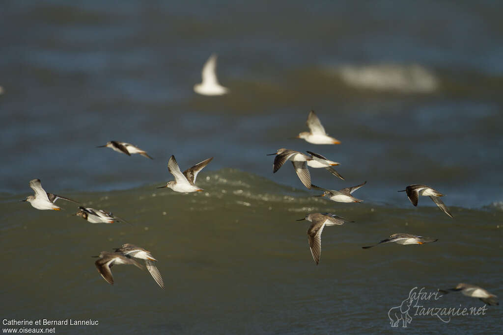 Terek Sandpiper, Flight