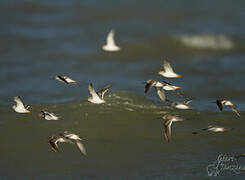 Terek Sandpiper