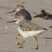 Terek Sandpiper