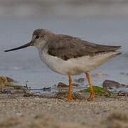 Terek Sandpiper