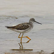 Greater Yellowlegs