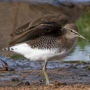 Green Sandpiper