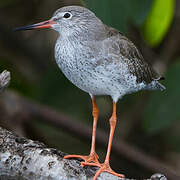 Common Redshank