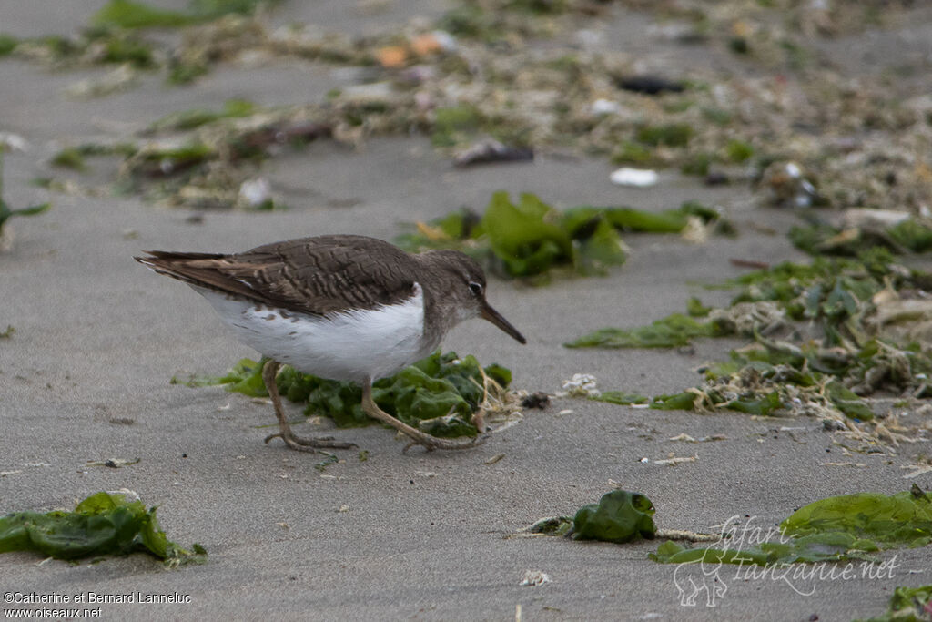 Spotted Sandpiperadult, identification, Behaviour