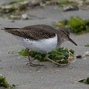 Spotted Sandpiper