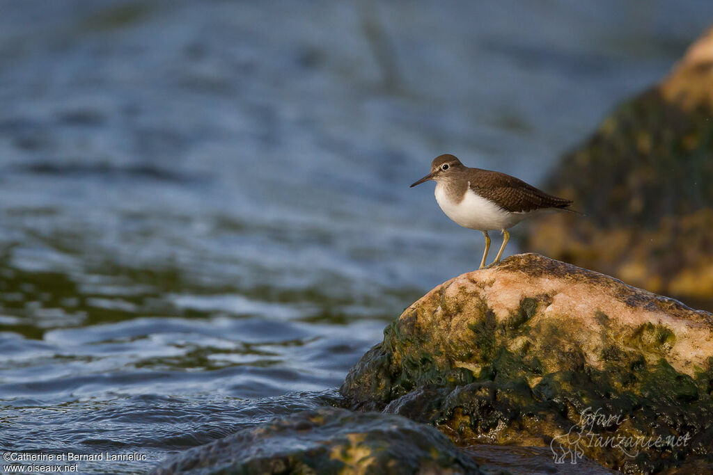 Common Sandpiperadult