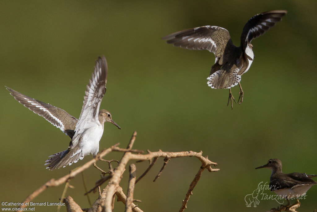 Common Sandpiper, Flight