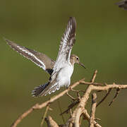 Common Sandpiper