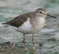 Common Sandpiper