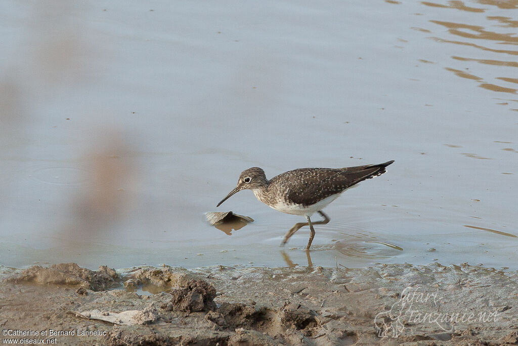 Solitary Sandpiper